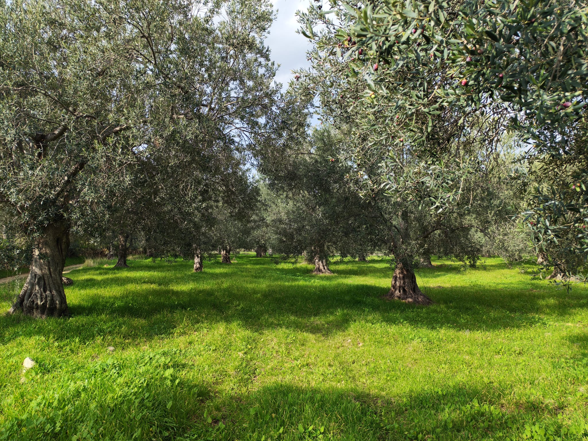 Burhaniye'de 6.111 m² Yüksek Verimli Zeytinlik