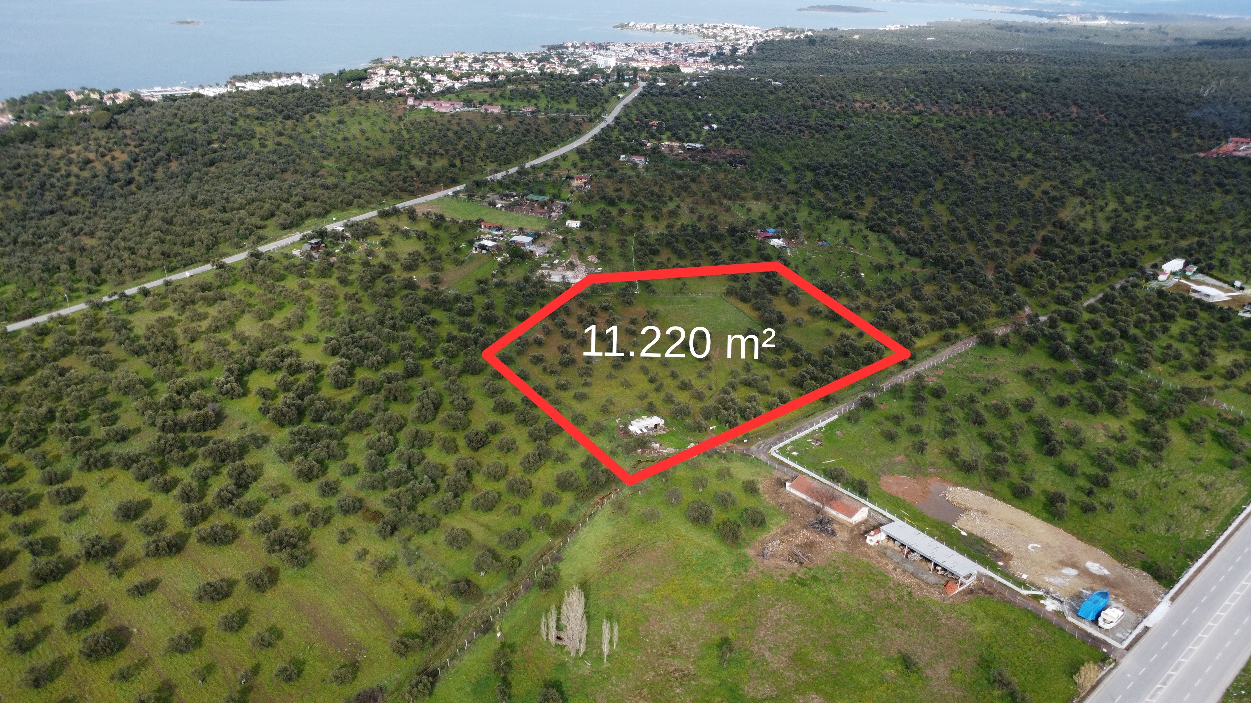Ayvalık Sakarya Mahallesinde Yola Cephe, 11.220 m² Çok Amaçlı Zeytinlik